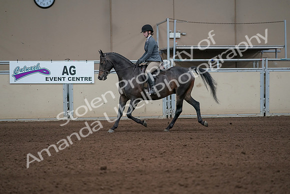 2019 Morgan Horse Show - Sept 01, 2019 - 10924