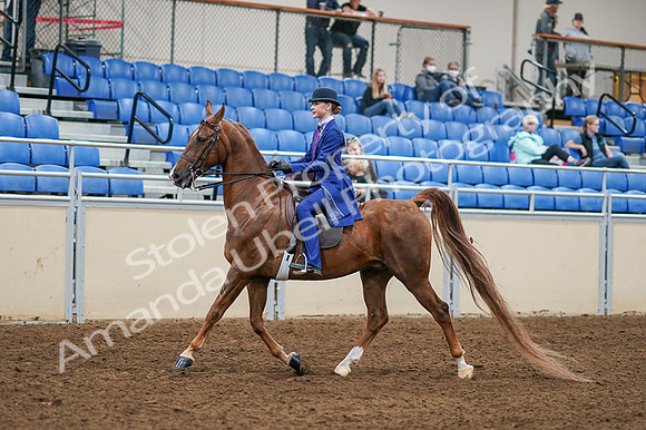 2020 - AB Morgan Horse - Fri, Sept 04 - 04881