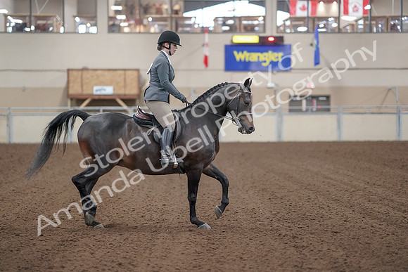 2019 Morgan Horse Show - Sept 01, 2019 - 11030
