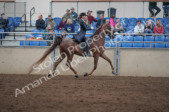 2019 Morgan Horse Show - Aug 31, 2019 - 20693