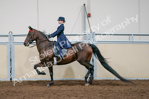 2020 - AB Morgan Horse - Sat, Sept 05 - 04934
