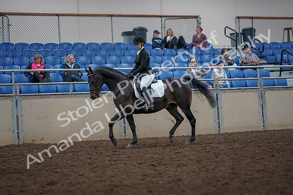 2019 Morgan Horse Show - Aug 31, 2019 - 16582
