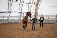 Class 008 - Morgan In-hand - Championship
