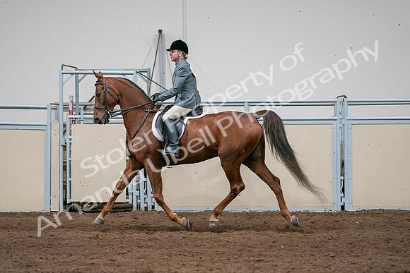 2020 - AB Morgan Horse - Sat, Sept 05 - 03047
