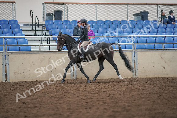2019 Morgan Horse Show - Aug 30, 2019 - 20096