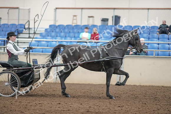 2019 Morgan Horse Show - Aug 31, 2019 - 04765