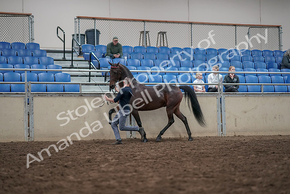 2019 Morgan Horse Show - Aug 31, 2019 - 03632