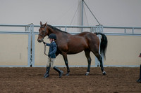 2020 - AB Morgan Horse - Fri, Sept 04 - 01003