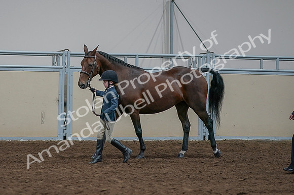 2020 - AB Morgan Horse - Fri, Sept 04 - 01003