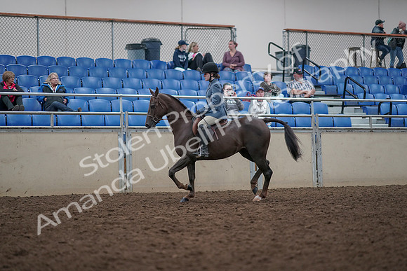 2019 Morgan Horse Show - Aug 31, 2019 - 16563