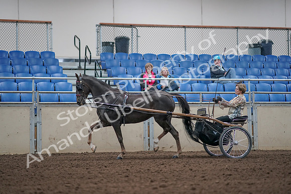 2019 Morgan Horse Show - Aug 31, 2019 - 10263