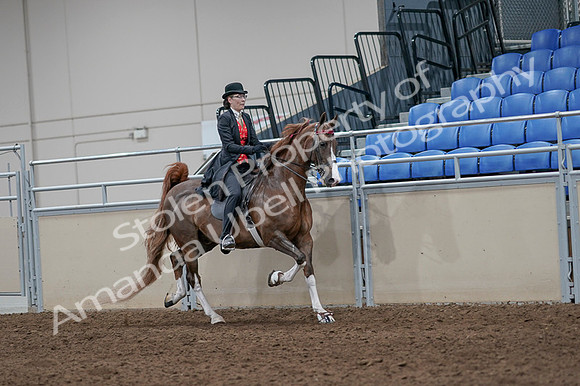 2020 - AB Morgan Horse - Fri, Sept 04 - 09850