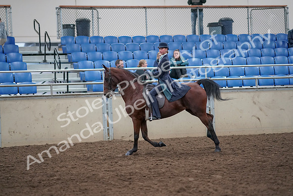 2019 Morgan Horse Show - Aug 31, 2019 - 08852