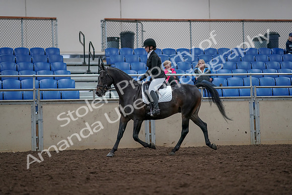 2019 Morgan Horse Show - Aug 31, 2019 - 16649