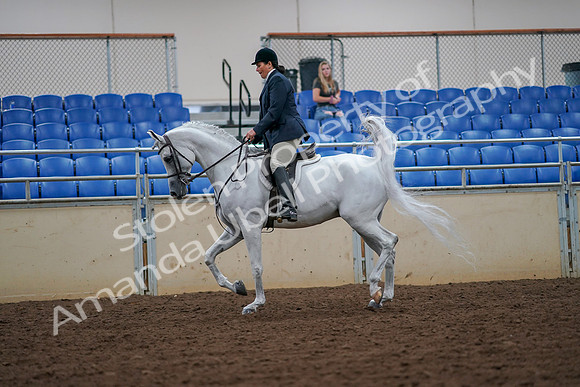 2019 Morgan Horse Show - Aug 30, 2019 - 17311