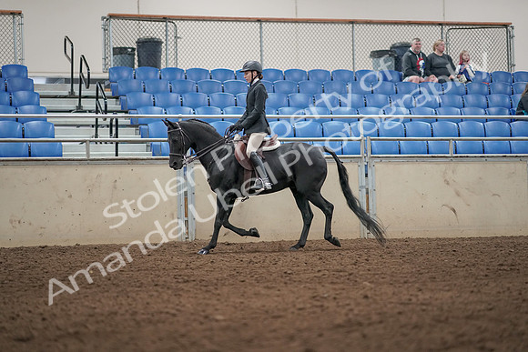 2019 Morgan Horse Show - Aug 31, 2019 - 04918