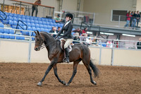 2020 - AB Morgan Horse - Sat, Sept 05 - 14201
