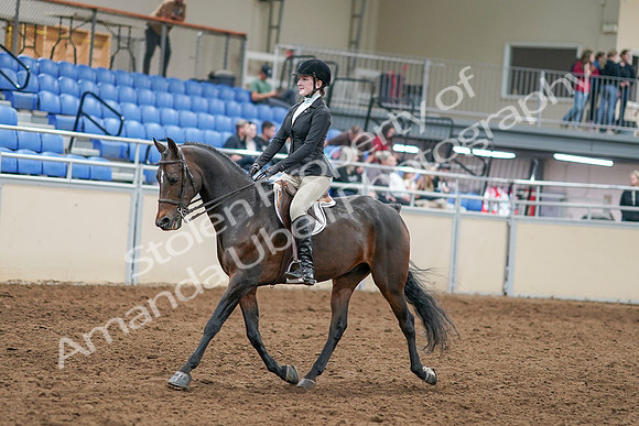 2020 - AB Morgan Horse - Sat, Sept 05 - 14201