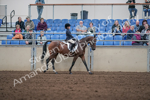 2019 Morgan Horse Show - Aug 31, 2019 - 19552