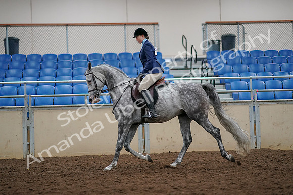 2019 Morgan Horse Show - Aug 30, 2019 - 22284