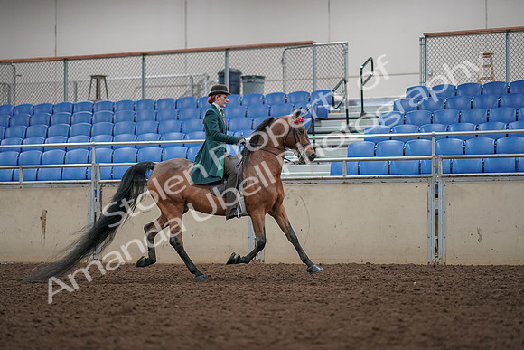 2019 Morgan Horse Show - Aug 30, 2019 - 28070