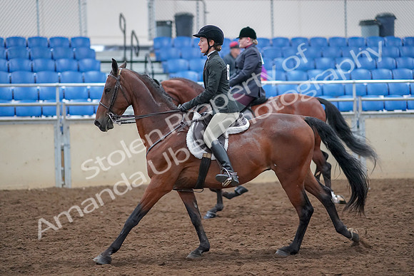 2019 Morgan Horse Show - Aug 30, 2019 - 20606