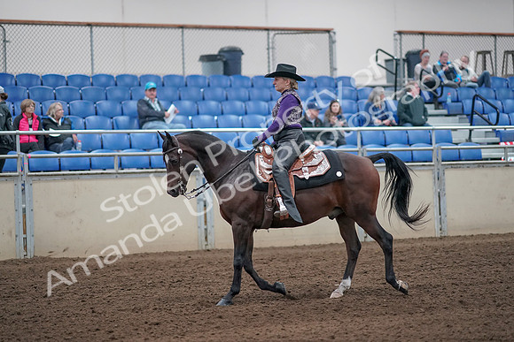 2019 Morgan Horse Show - Aug 31, 2019 - 10552