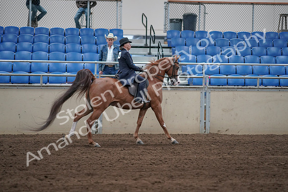 2019 Morgan Horse Show - Sept 01, 2019 - 12037