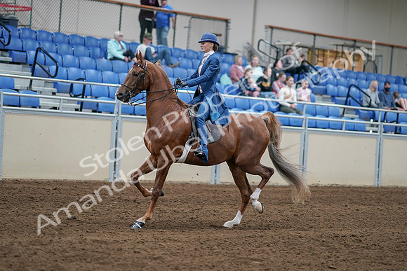 2020 - AB Morgan Horse - Sat, Sept 05 - 06188