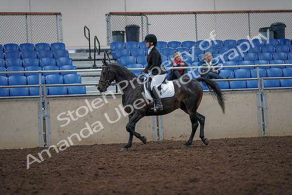 2019 Morgan Horse Show - Aug 31, 2019 - 16545