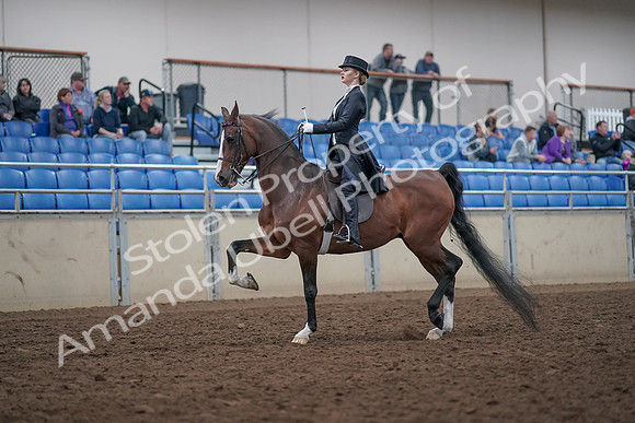 2019 Morgan Horse Show - Aug 31, 2019 - 20366
