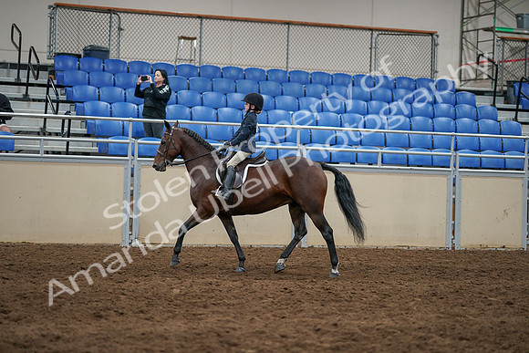 2020 - AB Morgan Horse - Sun, Sept 06 - 07855