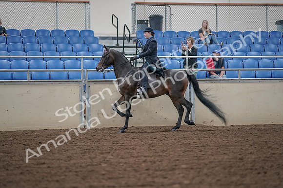 2019 Morgan Horse Show - Aug 30, 2019 - 15301