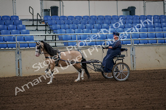 2019 Morgan Horse Show - Aug 30, 2019 - 13117