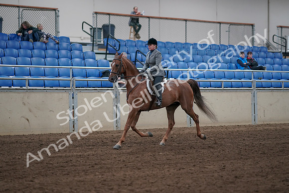 2019 Morgan Horse Show - Sept 01, 2019 - 12292