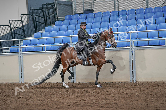 2020 - AB Morgan Horse - Fri, Sept 04 - 09801