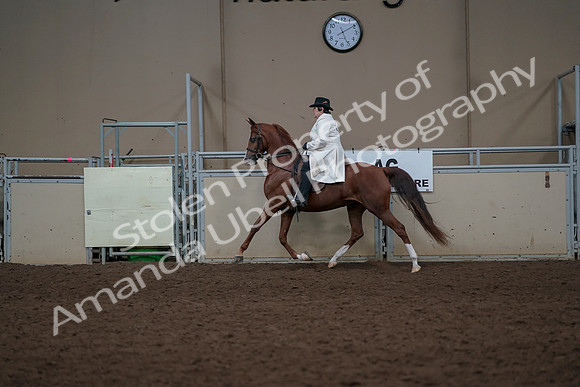 2019 Morgan Horse Show - Aug 31, 2019 - 17885