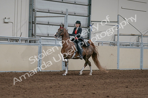 2020 - AB Morgan Horse - Fri, Sept 04 - 09710