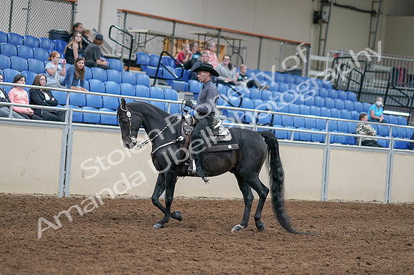 2020 - AB Morgan Horse - Fri, Sept 04 - 08272