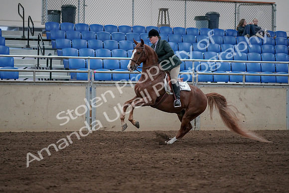 2019 Morgan Horse Show - Sept 01, 2019 - 12270