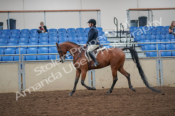 2019 Morgan Horse Show - Aug 30, 2019 - 16109