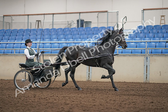 2019 Morgan Horse Show - Aug 31, 2019 - 04720