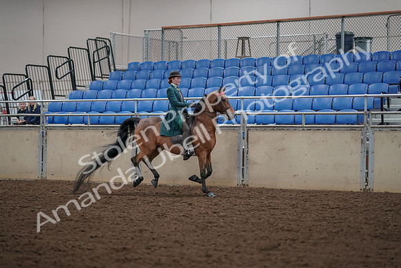 2019 Morgan Horse Show - Aug 30, 2019 - 28168