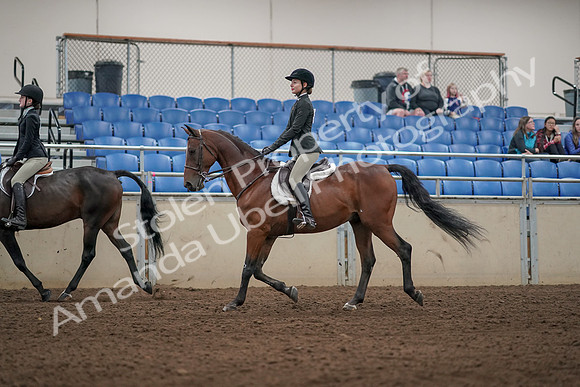 2019 Morgan Horse Show - Aug 31, 2019 - 04933