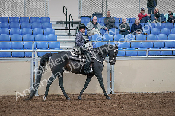 2020 - AB Morgan Horse - Fri, Sept 04 - 08488