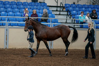 2020 - AB Morgan Horse - Fri, Sept 04 - 00994