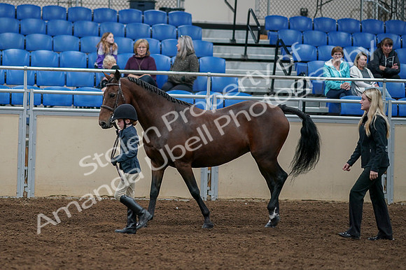 2020 - AB Morgan Horse - Fri, Sept 04 - 00994