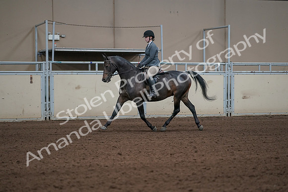 2019 Morgan Horse Show - Sept 01, 2019 - 10911