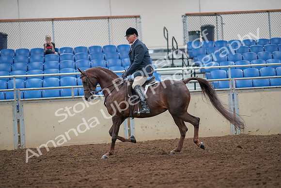 2019 Morgan Horse Show - Aug 30, 2019 - 17346