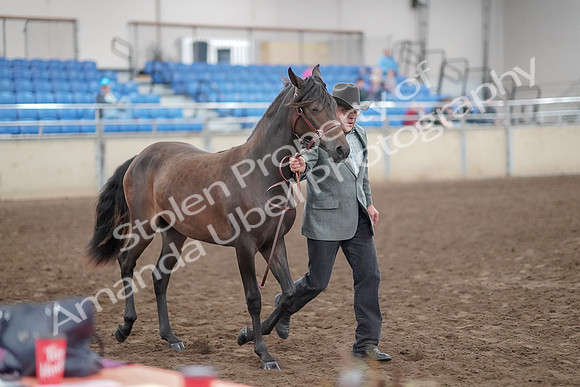 2019 Morgan Horse Show - Aug 31, 2019 - 02863
